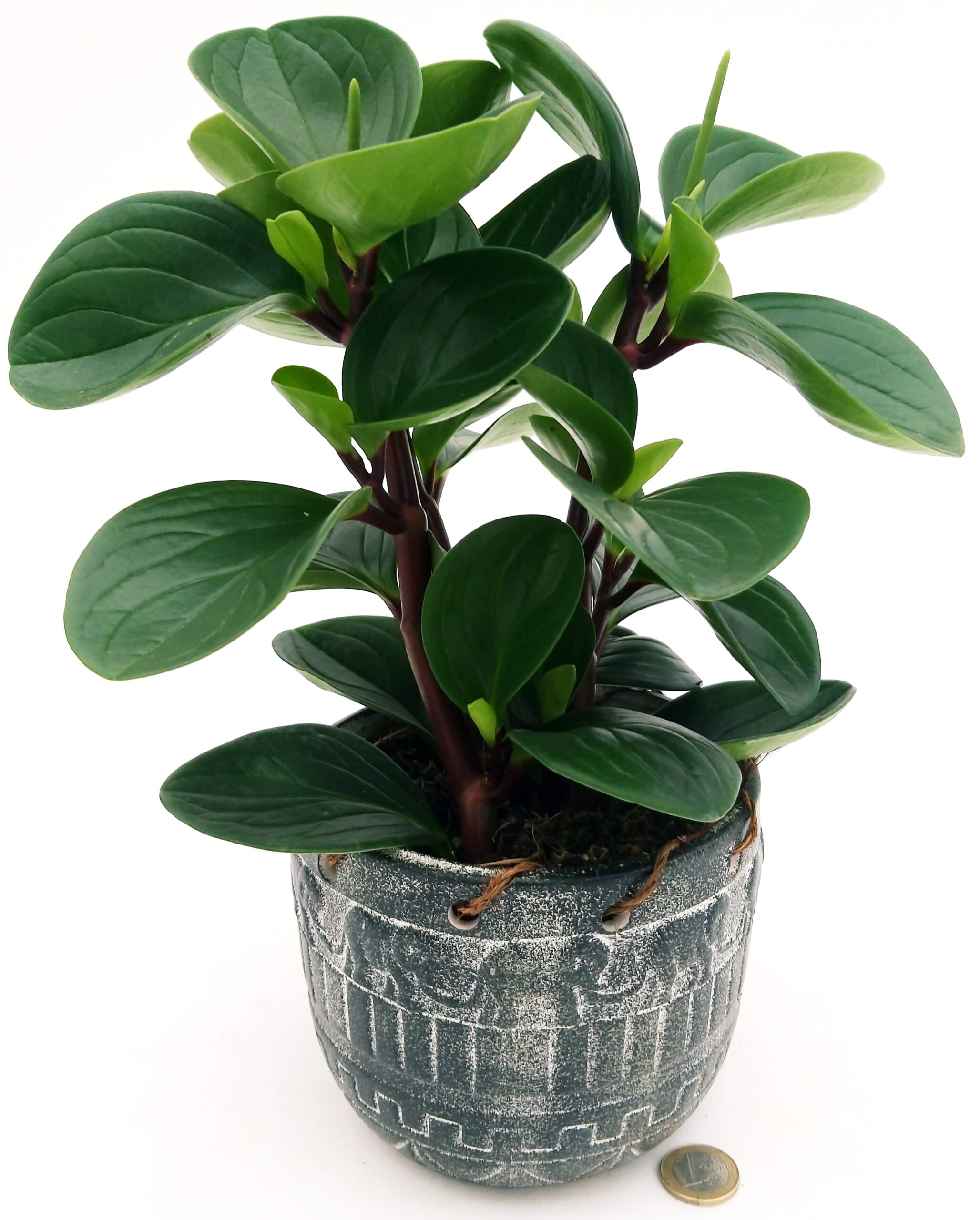 peperomia ha bisogno di poca acqua